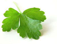 corianderleaf.jpg