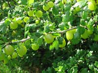 gooseberries