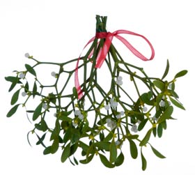 mistletoe