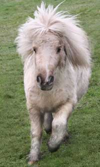 Foxy, shetland pony